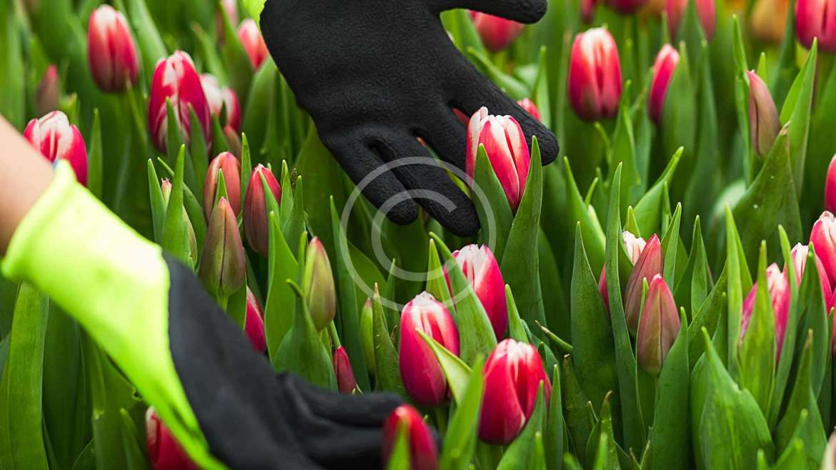 Bulbs in Tulips